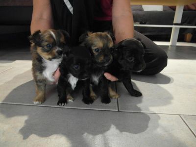 Reine Rasse Chihuahua Welpen für Ihr Zuhause
