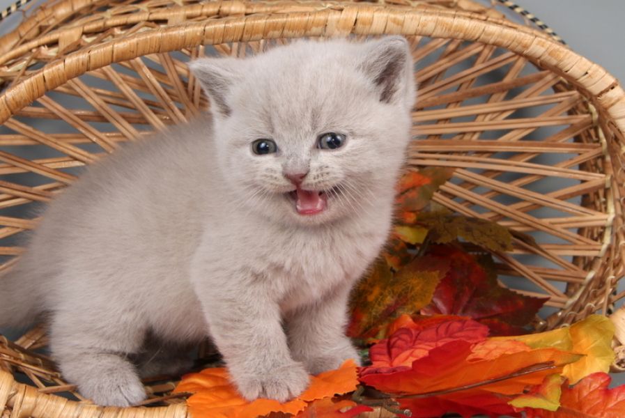  Wir haben nur noch 3 Wunderschöne BKH-Katzen mit Stammbaum