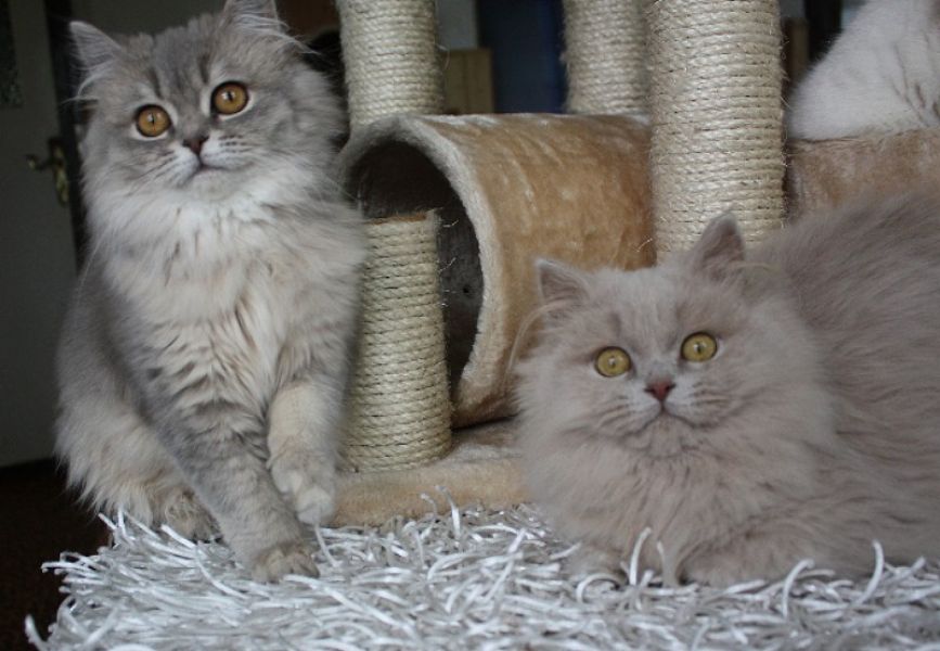 Britisch Langhaar Katerchen in fawn
