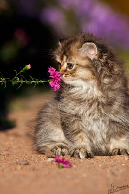 BKH und Highlander Babys in Red, Tabby und Colourpoint...  