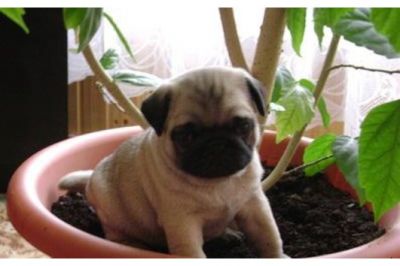 MOPS WELPEN MIT ALLEN PAPIEREN(100EUROS)