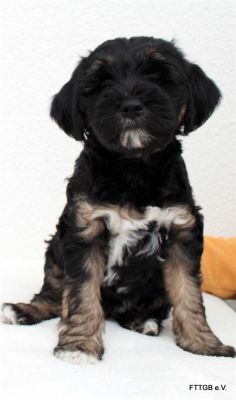 3 Tibet Terrier Welpen