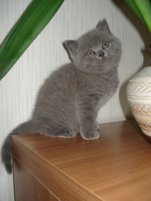 BKH Britisch Kurzhaar Babys Katzen Kater Kittin