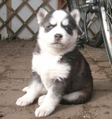 Siberian husky welpen zu verkaufen