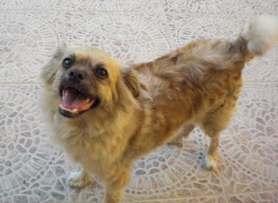 .Tatiana – Ganz liebe, kleine Hundemama hofft endlich auf ihr Coucheckchen!