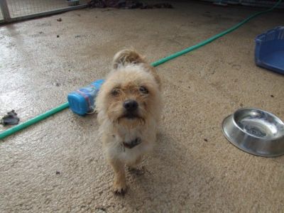 Muneca – Mini Fußhüpchen schaut flehendlich Richtung Couch!