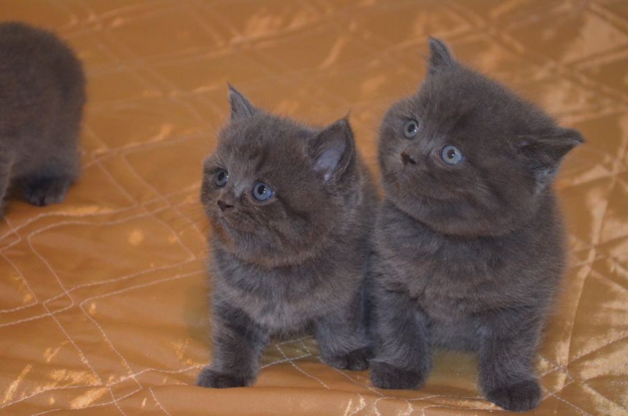 Süsse BKH Kitten mit Stammbaum in gold tabby,silver tabby