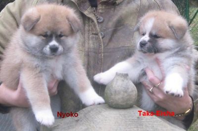 Akita-inu Welpen aus Almaju.cz