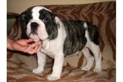  Wir haben süße Englische Bulldogge Hündin zu verkaufen!