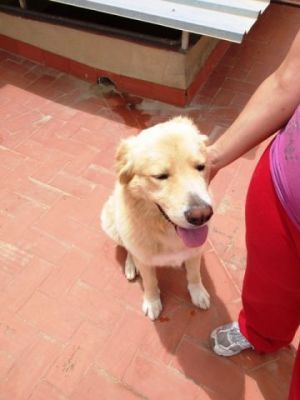 Coco – Ausgeglichenheit, Souveränität und super Optik für die Familiencouch!