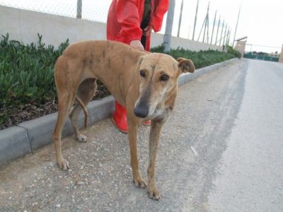 Gala – Hier schlägt des Galgo Fan’s Herz zehn Takte höher!