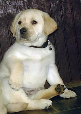 Schwarz und Weiß Labrador - Welpen