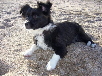 Pebbles – Fräulein „Achtung, hier komm ich“!