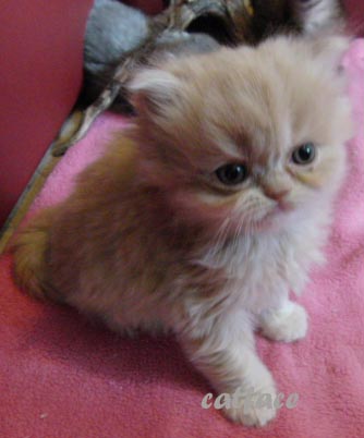 Perser Kitten, Perser Babys, reinrassig m.Stammbaum