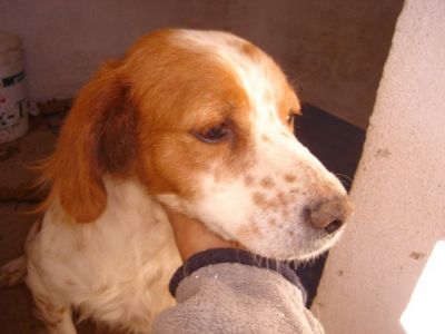 Tanga – Entzückende, kleine Fellnase schöpft Hoffnung