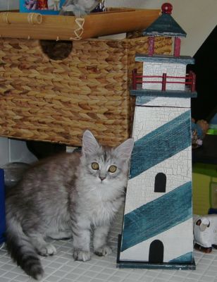 Maine Coon Kätzchen     !!! kleiner weißer Tiger !!!