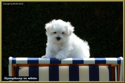 Malteserwelpe (Rüde)