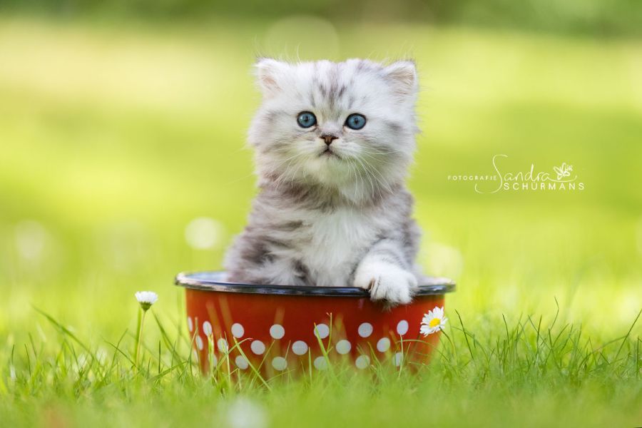 Tapsige Welteroberer suchen...