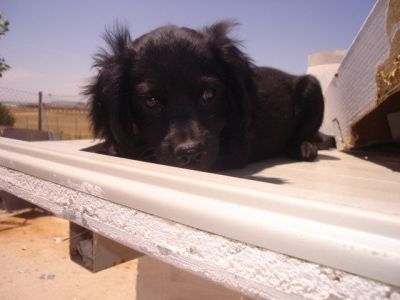 Big Toy – Leckeres, knuffiges Rackerchen im Familienfieber!