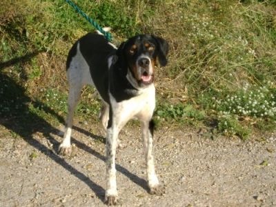 Valent – Wunderschöner tricolor Pointer mit großem Familienwunsch!