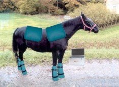 Magnetfeldtherapie / I.B.S. für gesunde Gelenke bei Pferden