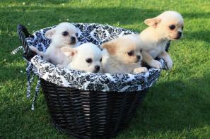 Wunderschöne Chihuahua Welpen zu verkaufen