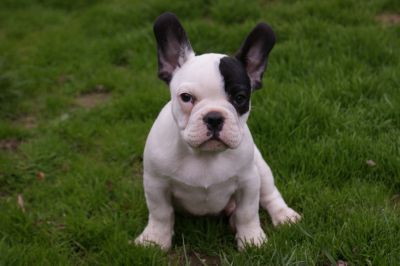 Wunderschöne Französische Bulldogge Welpen