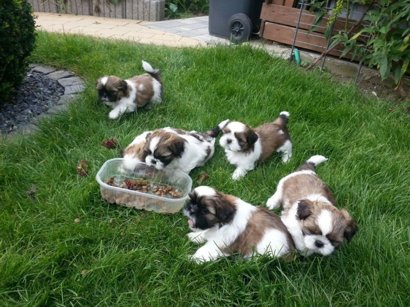 Schöne SHIH TZU welpen