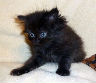 Fünf bildhübsche Perserbabys zu verkaufen!!!