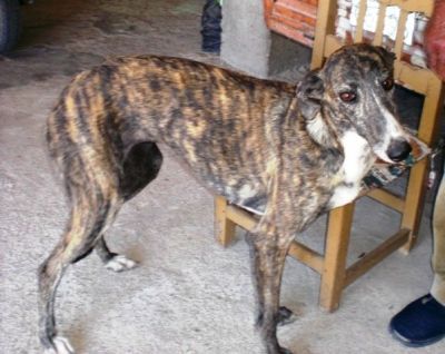 Morena – Sanfte und bildschöne Galga Grazie hofft auf Liebe!