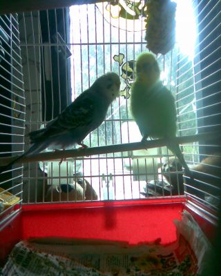 Wellensittich-Päärchen