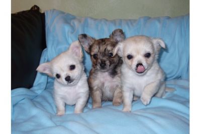 Gesunde Chihuahua Welpen-kurze und Langhaar 