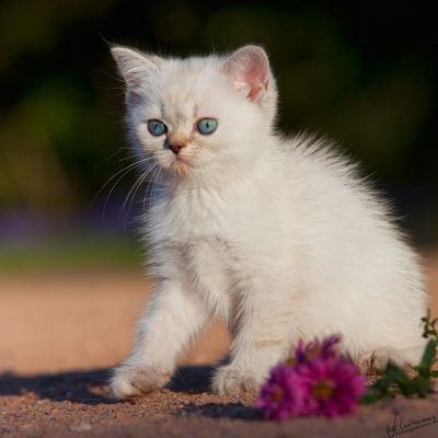 BKH und Highlander Babys in Red, Tabby und Colourpoint...  