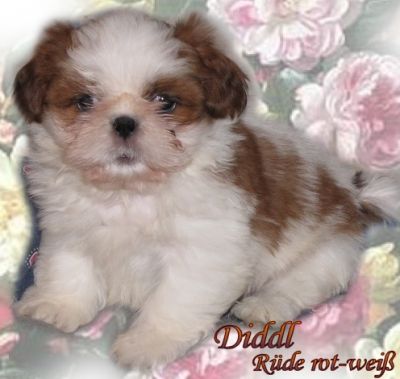 Shih Tzu Welpen Rüde und Hündin