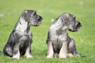 Schnauzer Pfeffersalz WELPEN / Mittelschnauzer
