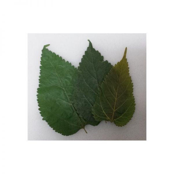 Maulbeerblätter ( Mulberry leaves ) 10er Beutel