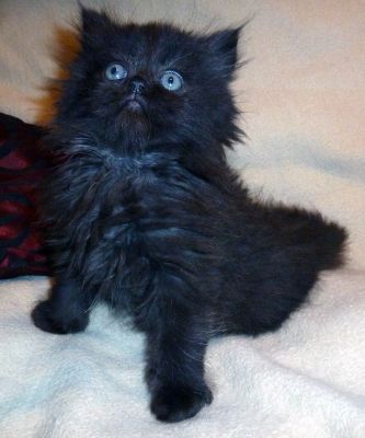 Fünf bildhübsche Perserbabys zu verkaufen!!!