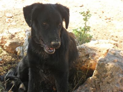 Merryweather – Reizende „Black Lady“ für die fröhliche Familiencouch!