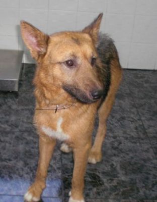 Notfall - Lobón ... wird jetzt alles gut werden???