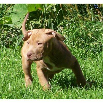 rote Nase Pit Bull Terrier