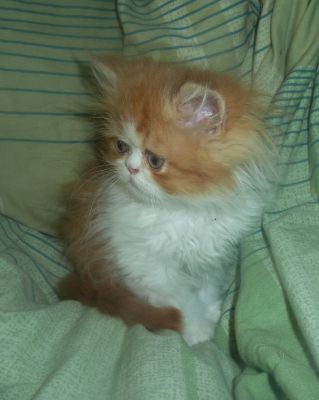 Nur noch ein Perserkater ist da!!!