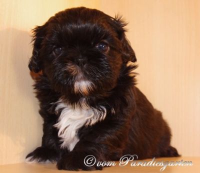 Wunderschöne Shih Tzu Welpen vom Züchter