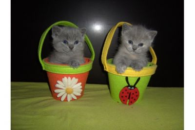 Reinrassige BKH Kätzchen