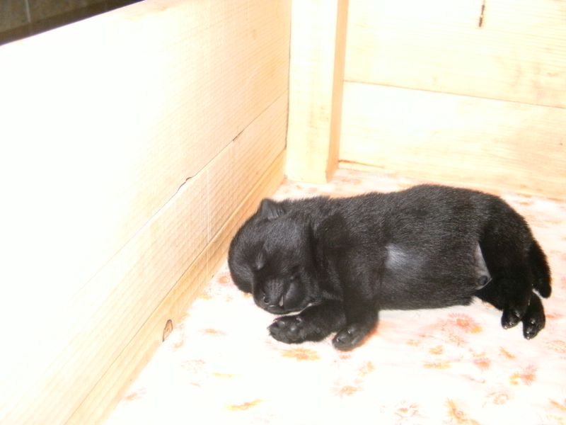 Schipperke welpen zu verkaufen !
