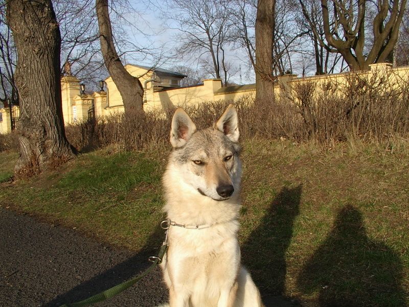 Tschechoslowakische Wolfshund