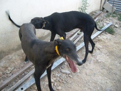 Fresa – Die lebensfrohe Galgo Schönheit für die fröhliche Galgo Familie!