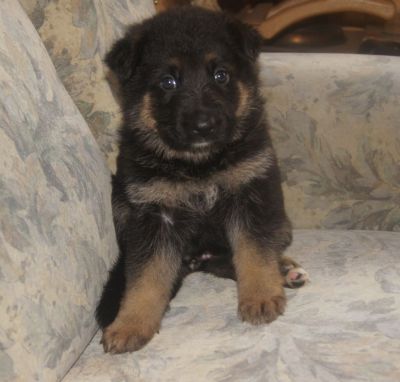 4 DSH Welpen nach Unkas - Top Verbindung - mit Sondervereinbarung