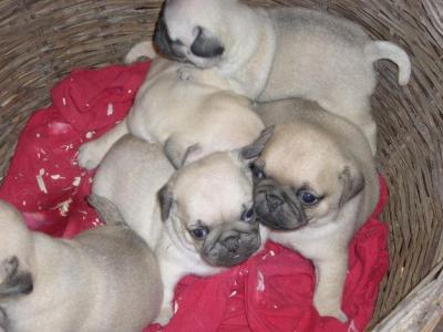 Süsse Mops Welpen zu verkaufen, sind 8 Woche