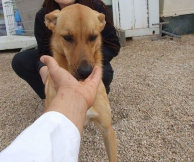 Barbara – Bestens vorbereiteter, wunderschöner Familienhund im Anmarsch!