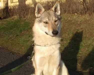 Tschechoslowakische Wolfshudwelpen mi FCI Papieren